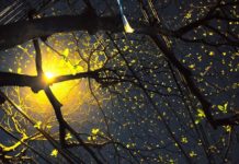 Tâm sự với mùa Xuân