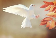 Chương trình “Một phút vì hoà bình 2019”