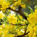 Thư Chúc Tết Mậu Tuất – 2018 của Đức Giám Mục Phaolô gửi Cộng đồng dân Chúa giáo phận Vinh