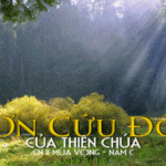Chúa nhật II mùa Vọng, năm C: Các bài suy niệm & chú giải Lời Chúa