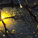 Tâm sự với mùa Xuân