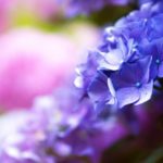 Thông báo về việc đưa 39 thi hài người Việt Nam tử nạn tại Anh quốc về yên nghỉ tại quê nhà